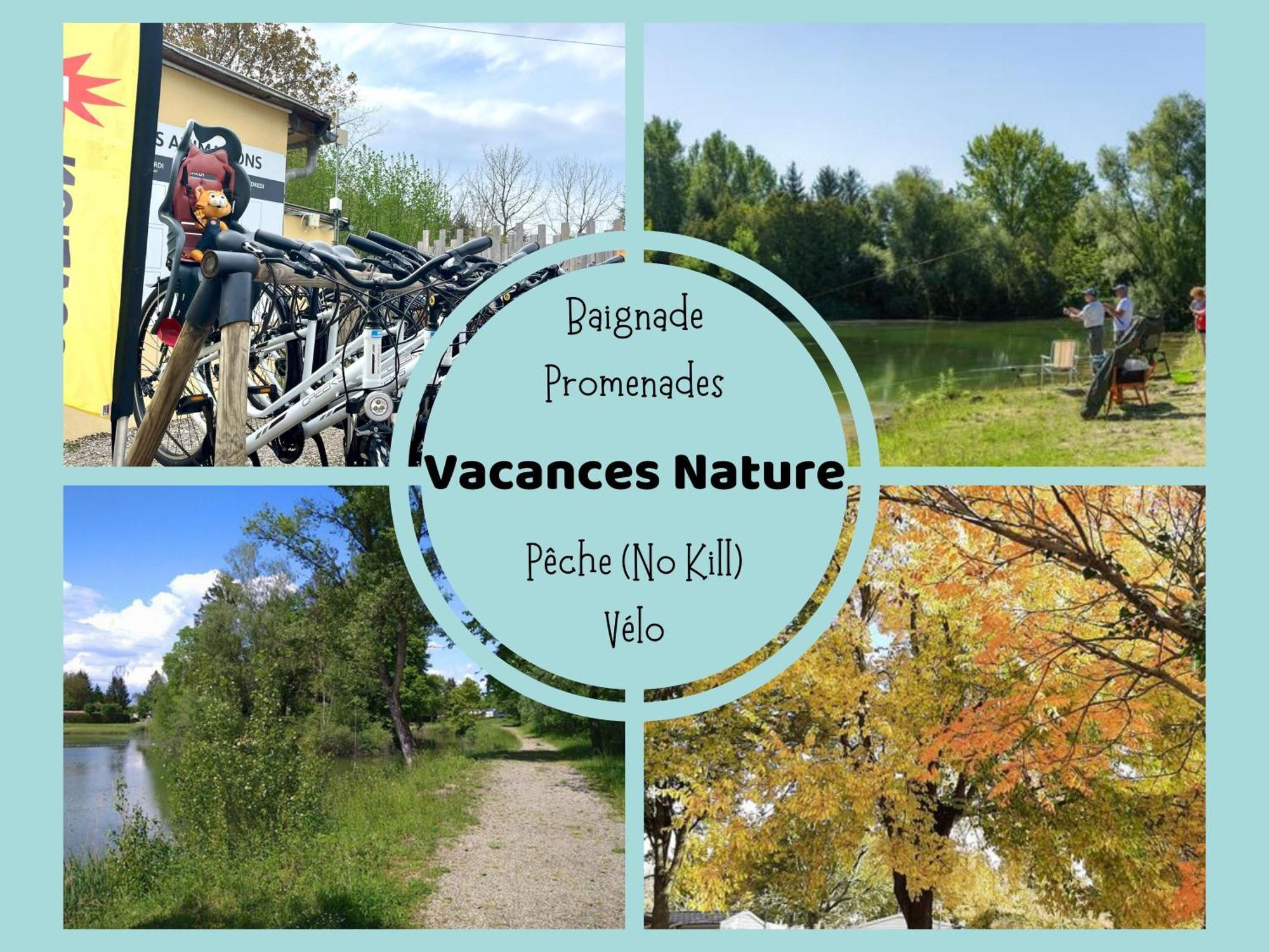 Les Pinots D'Alsace - 3 Bungalows Climatises Avec Tv - Proche Europa Park Boofzheim エクステリア 写真